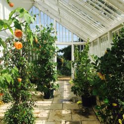 Candie Garden Greenhouse