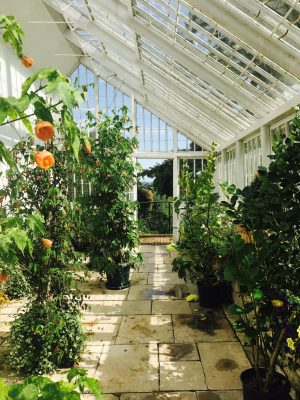 Candie Garden Greenhouse