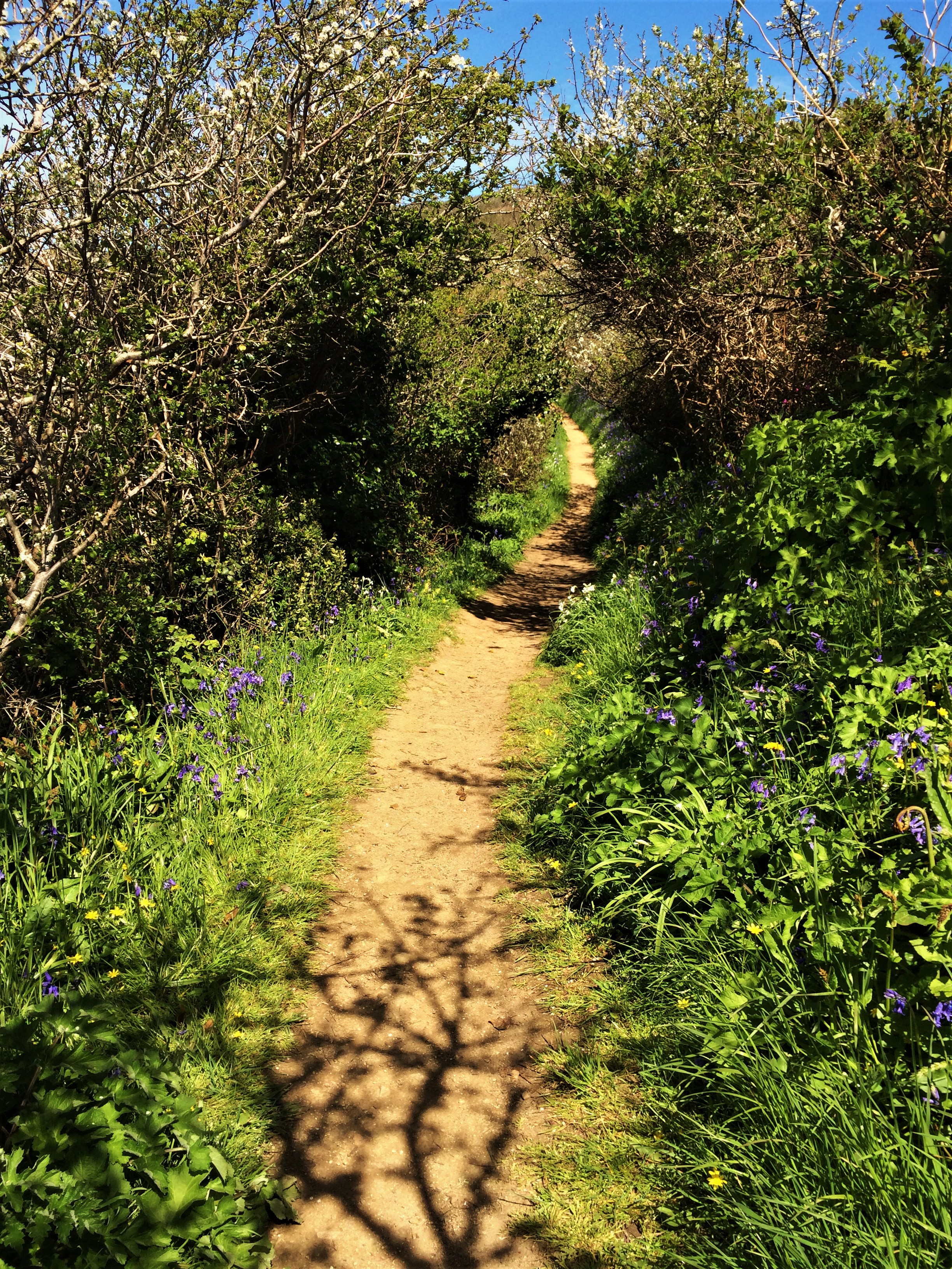 South Coast Cliff Path